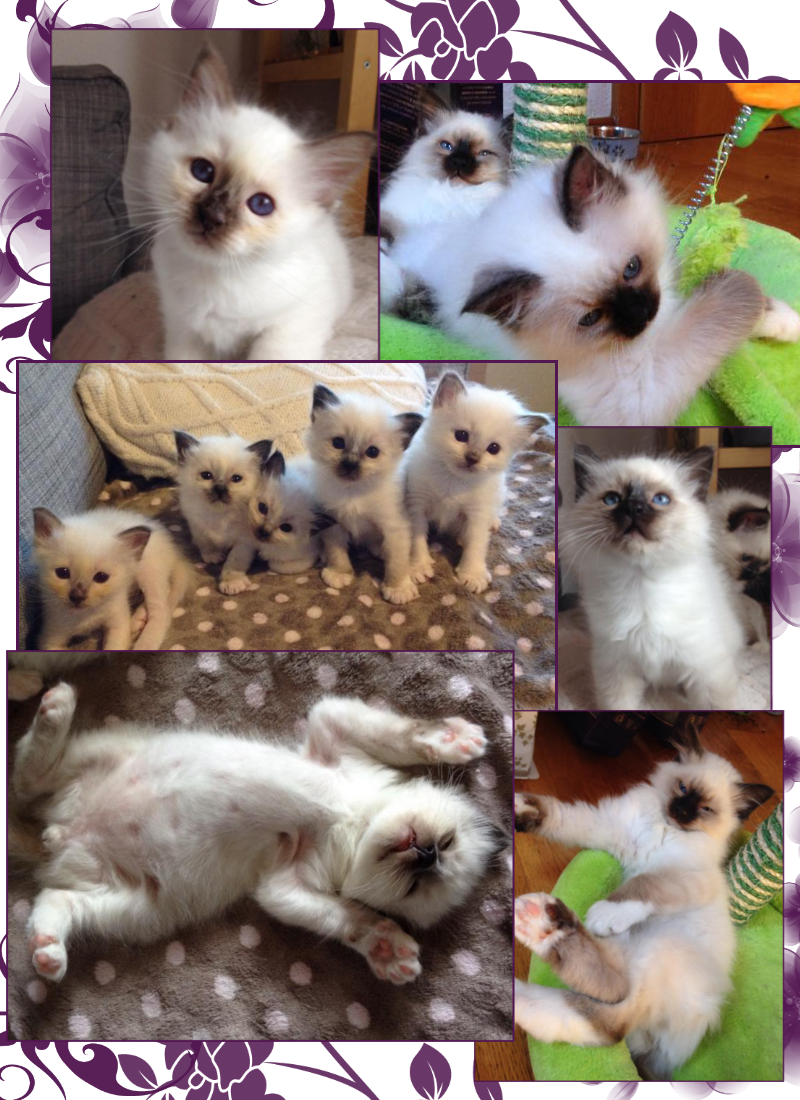 cuccioli