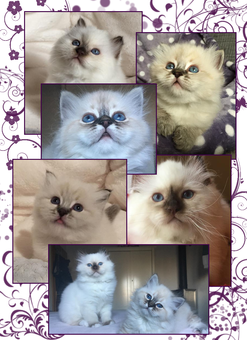 cuccioli